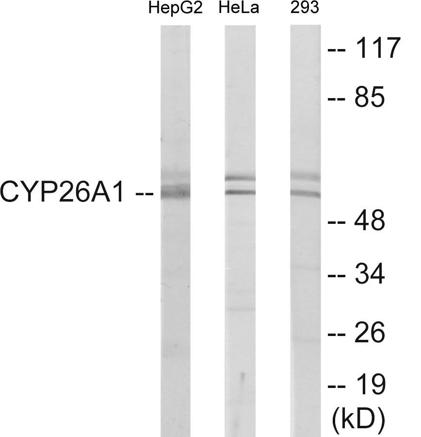 Cytochrome P45 026A1 Cell Based ELISA Kit (A102805-96)