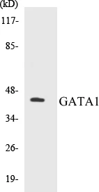 GATA1 Cell Based ELISA Kit (A103094-96)