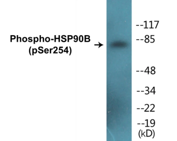 HSP90B (phospho Ser254) Cell Based ELISA Kit (A102090-296)