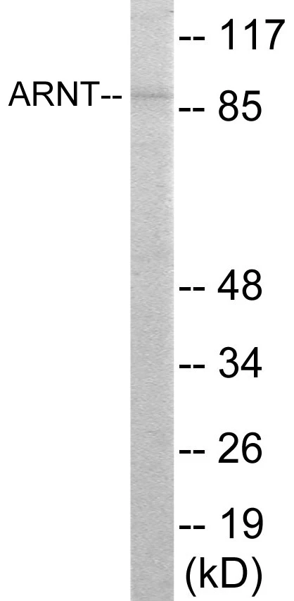 ARNT Cell Based ELISA Kit (A103205-96)