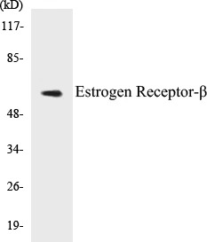 Estrogen Receptor beta Cell Based ELISA Kit (A102797-96)