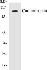 Cadherin-pan Cell Based ELISA Kit (A102852-96)