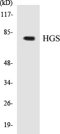 HGS Cell Based ELISA Kit (A103331-96)