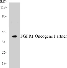 FGFR1 Oncogene Partner Cell Based ELISA Kit (A102801-96)