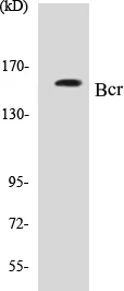 Bcr Cell Based ELISA Kit (A103563-96)