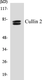 Cullin 2 Cell Based ELISA Kit (A103393-96)