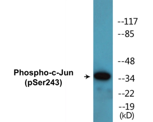 c-Jun (phospho Ser243) Cell Based ELISA Kit (A102205-296)