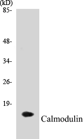 Calmodulin Cell Based ELISA Kit (A102875-96)