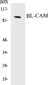 BL-CAM Cell Based ELISA Kit (A103647-96)