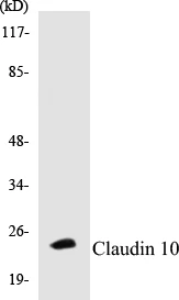 Claudin 10 Cell Based ELISA Kit (A103378-96)