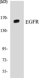 EGFR Cell Based ELISA Kit (A103185-96)