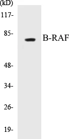 B-RAF Cell Based ELISA Kit (A103031-96)