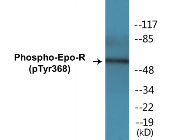 Epo-R (phospho Tyr368) Cell Based ELISA Kit (A102127-296)