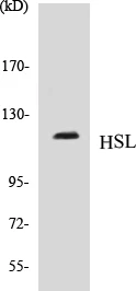 HSL Cell Based ELISA Kit (A103315-96)