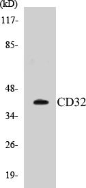 CD32 Cell Based ELISA Kit (A103222-96)