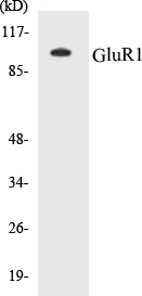 GluR1 Cell Based ELISA Kit (A103061-96)