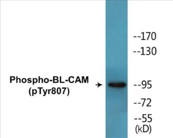 BL-CAM (phospho Tyr807) Cell Based ELISA Kit (A102712-296)