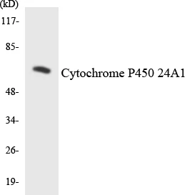 Cytochrome P45 024A1 Cell Based ELISA Kit (A103597-96)