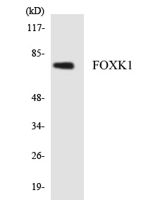 FOXK1 Cell Based ELISA Kit (A103473-96)