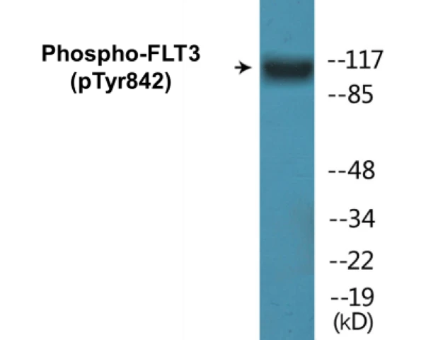 FLT3 (phospho Tyr842) Cell Based ELISA Kit (A102658-296)