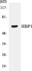 HBP1 Cell Based ELISA Kit (A103237-96)