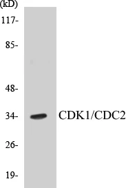 CDK1 Cell Based ELISA Kit (A103224-96)