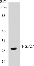 HSP27 Cell Based ELISA Kit (A103099-96)