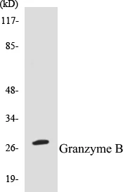 Granzyme B Cell Based ELISA Kit (A102887-96)