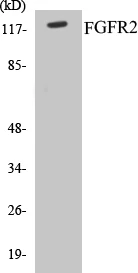 FGFR2 Cell Based ELISA Kit (A103092-96)