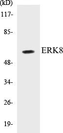 ERK8 Cell Based ELISA Kit (A103522-96)