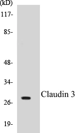 Claudin 3 Cell Based ELISA Kit (A102925-96)