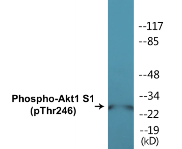 Akt1S1 (phospho Thr246) Cell Based ELISA Kit (A102094-296)