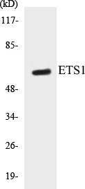 ETS1 Cell Based ELISA Kit (A103177-96)