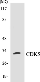 CDK5 Cell Based ELISA Kit (A103225-96)