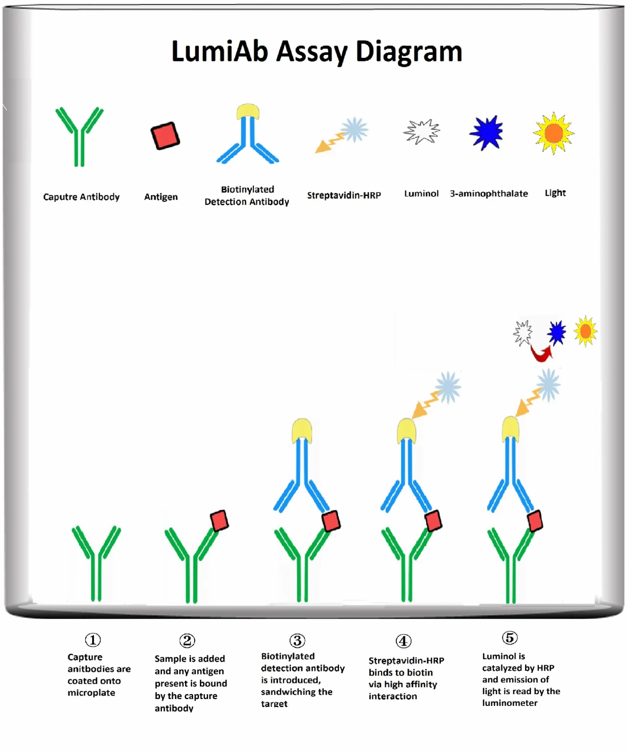 Actin-pan Cell Based ELISA Kit (A102906-96)