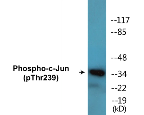 c-Jun (phospho Thr239) Cell Based ELISA Kit (A102206-296)