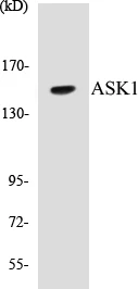 ASK1 Cell Based ELISA Kit (A103191-96)