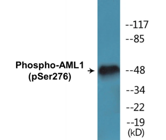 AML1 (phospho Ser276) Cell Based ELISA Kit (A102292-296)