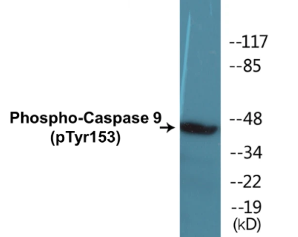 Caspase 9 (phospho Tyr153) Cell Based ELISA Kit (A102774-296)