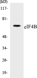 eIF4B Cell Based ELISA Kit (A103436-96)