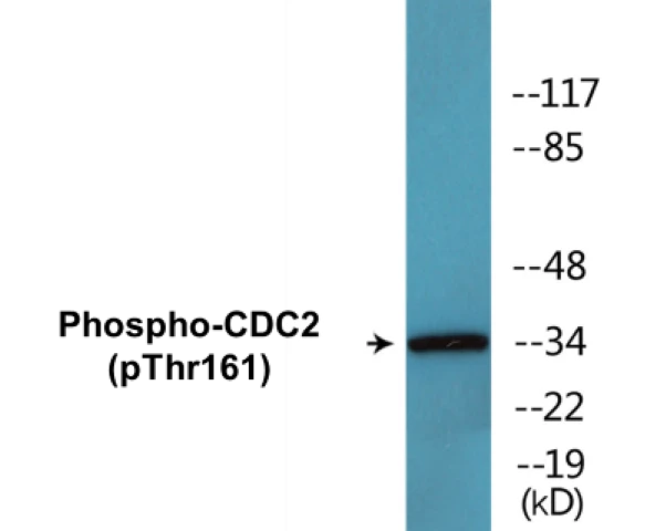 CDC2 (phospho Thr161) Cell Based ELISA Kit (A102326-296)