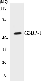 G3BP-1 Cell Based ELISA Kit (A103412-96)