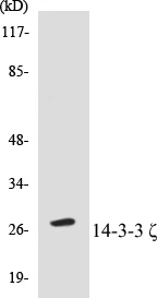 14-3-3 zeta Cell Based ELISA Kit (A102866-96)