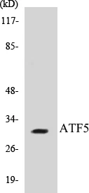 ATF5 Cell Based ELISA Kit (A103219-96)