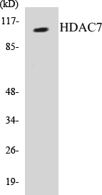 HDAC7 Cell Based ELISA Kit (A103440-96)