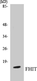 FHIT Cell Based ELISA Kit (A103716-96)