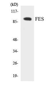 FES Cell Based ELISA Kit (A103561-96)