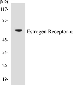 Estrogen Receptor alpha Cell Based ELISA Kit (A103350-96)