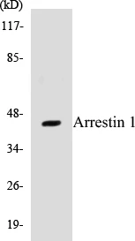 Arrestin 1 Cell Based ELISA Kit (A103626-96)