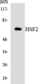 HSF2 Cell Based ELISA Kit (A103290-96)